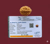 2 Mukhi Rudraksha (Indian) – Lab Certified
