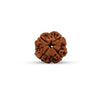 4 Mukhi (Four-Face) Rudraksha — Nepali Origin