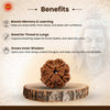 4 Mukhi (Four-Face) Rudraksha — Nepali Origin