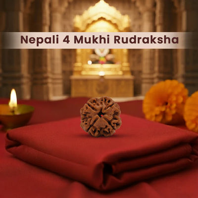 4 Mukhi (Four-Face) Rudraksha — Nepali Origin