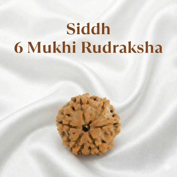 6 Mukhi Rudraksha (Nepali)