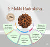 6 Mukhi Rudraksha (Nepali)