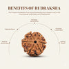 6 Mukhi Rudraksha (Nepali)
