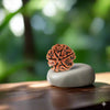 6 Mukhi Rudraksha (Nepali)