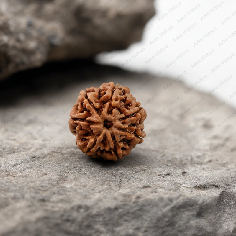7 Mukhi Rudraksha (Nepali) – Blessings of Maa Lakshmi